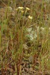 Cut-leaf Microseris