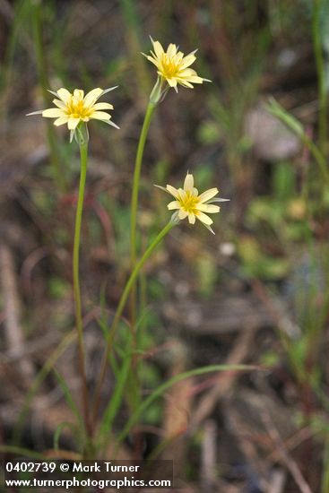 Cut-leaf Microseris blossoms