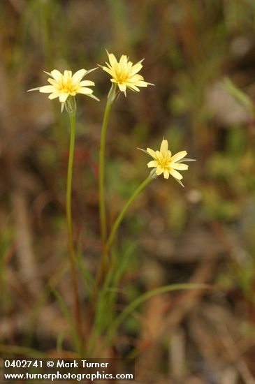 Cut-leaf Microseris blossoms