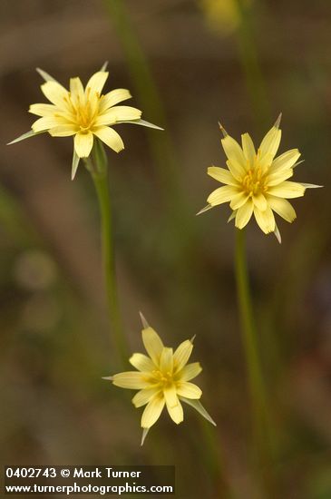 Cut-leaf Microseris blossoms detail