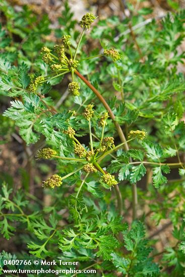 California licorice-root