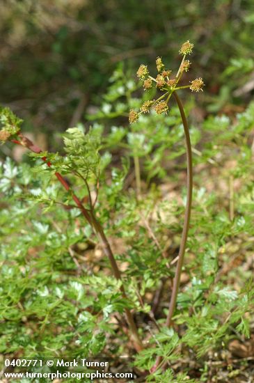 California licorice-root