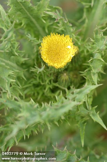 Canada lettuce blossom & foliage detail