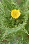 Canada lettuce blossom & foliage detail