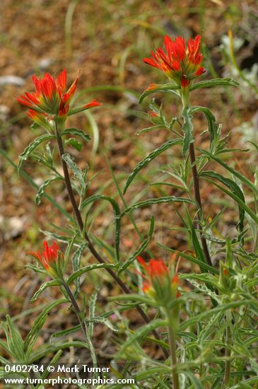 Wavy-leaved Indian Paintbrush