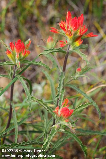 Wavy-leaved Indian Paintbrush
