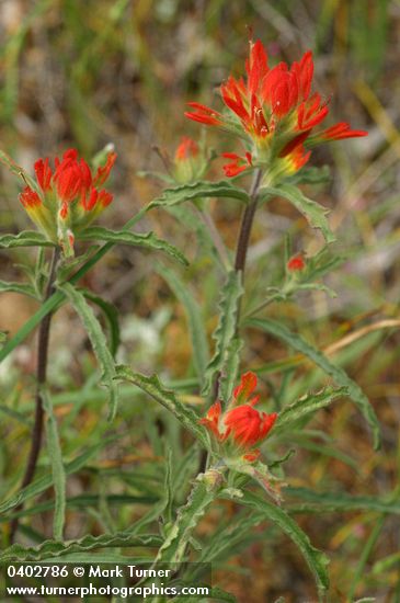 Wavy-leaved Indian Paintbrush