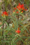Wavy-leaved Indian Paintbrush