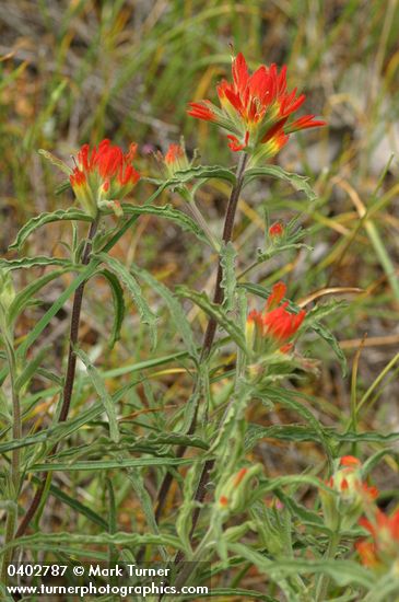 Wavy-leaved Indian Paintbrush