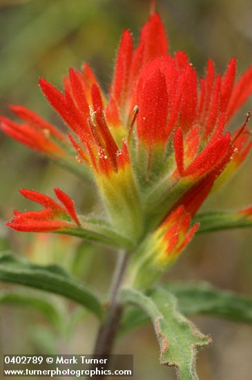 Wavy-leaved Indian Paintbrush bracts & blossoms detail
