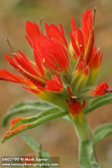 Wavy-leaved Indian Paintbrush bracts & blossoms detail