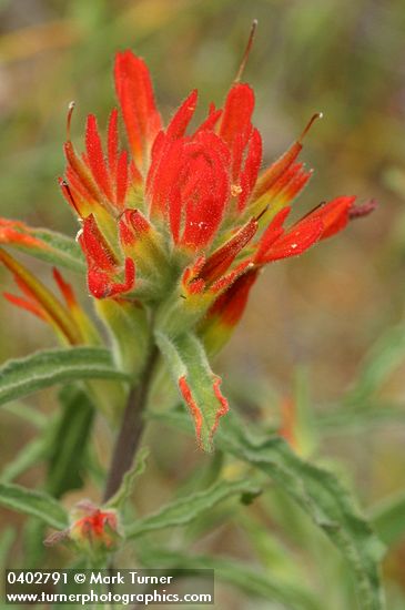Wavy-leaved Indian Paintbrush bracts & blossoms detail
