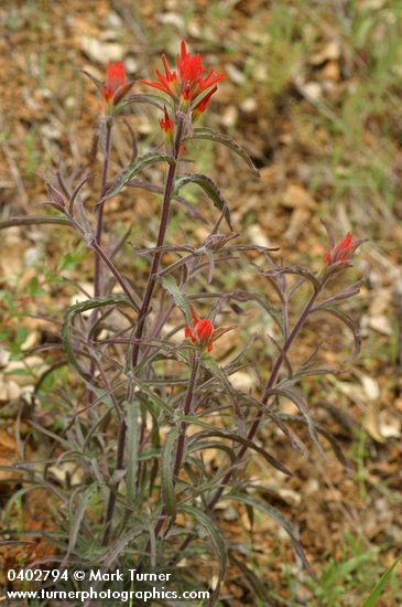 Wavy-leaved Indian Paintbrush (dark foliage form)