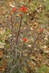 Wavy-leaved Indian Paintbrush (dark foliage form)