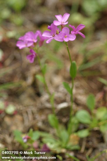 Waldo Rockcress