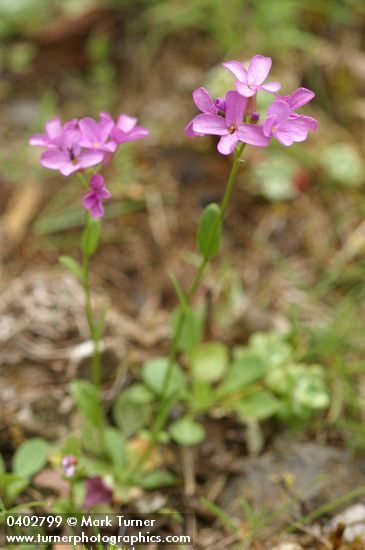Waldo Rockcress