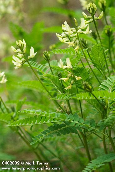 Bald Mountain Milkvetch