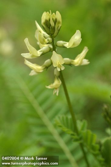 Bald Mountain Milkvetch blossoms detail