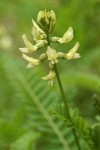 Bald Mountain Milkvetch blossoms detail
