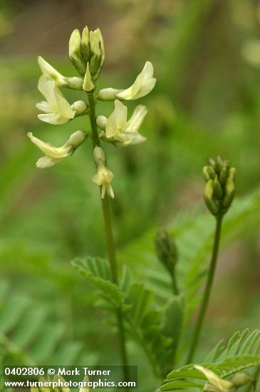 Bald Mountain Milkvetch blossoms detail