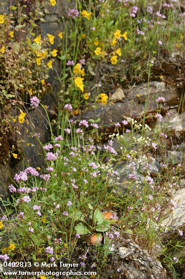 Moist cliff natural rock garden w/ Rosy Plectritis, Common Monkeyflower, Marshall's Saxifrage