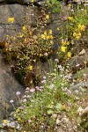 Moist cliff natural rock garden w/ Rosy Plectritis, Common Monkeyflower, Marshall's Saxifrage