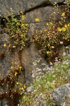 Moist cliff natural rock garden w/ Rosy Plectritis, Common Monkeyflower, Marshall's Saxifrage