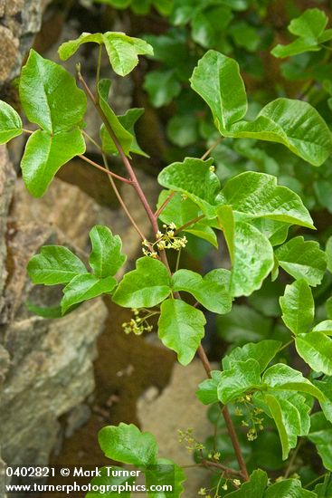 Poison Oak blossoms & foliage