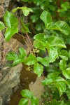Poison Oak blossoms & foliage