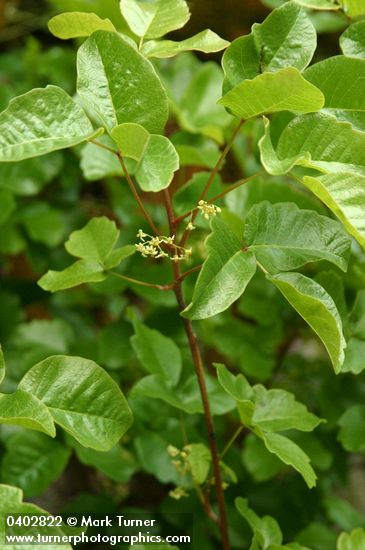 Poison Oak blossoms & foliage