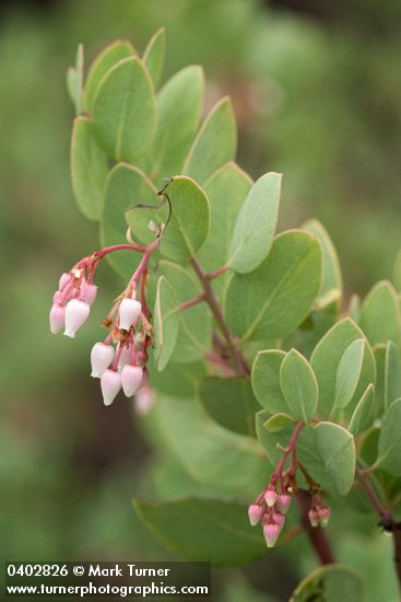 Whiteleaf Manzanita blossoms & foliage detail