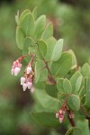 Whiteleaf Manzanita blossoms & foliage detail