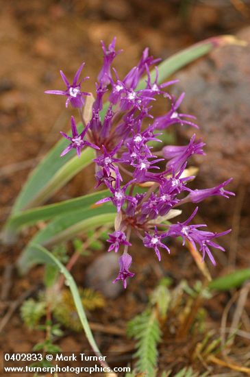 Coast Flatstem Onion