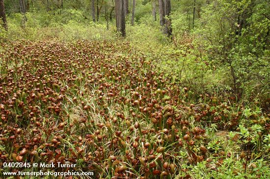 California Pitcher Plant fen