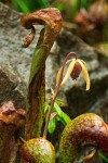 California Pitcher Plant blossom & foliage detail