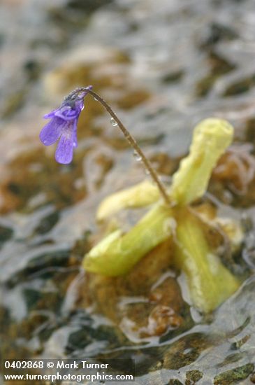 Common Butterwort