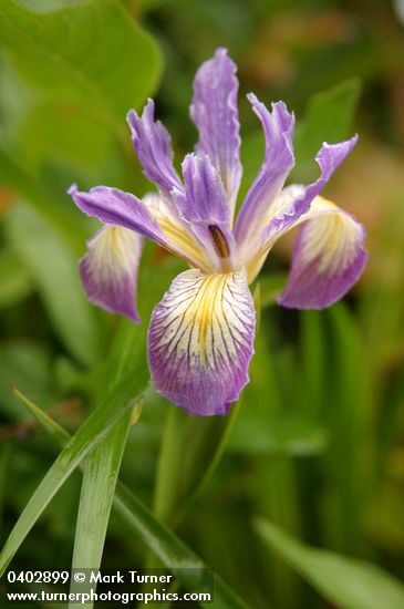 Douglas's Iris blossom detail