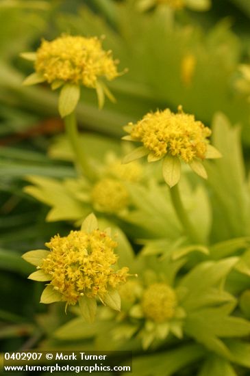 Footsteps of Spring blossoms & foliage detail