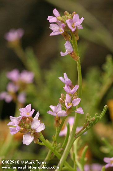 European Searocket blossoms detail