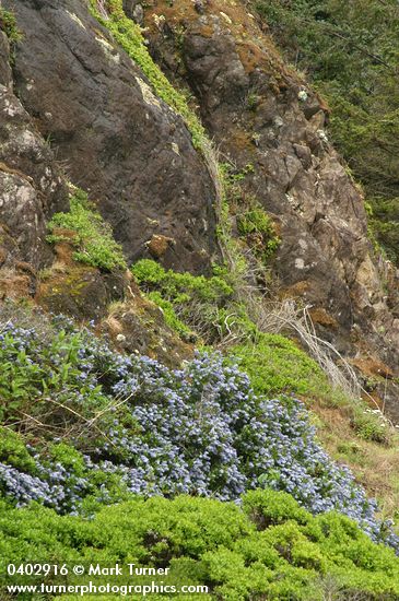 Blueblossom Ceanothus on rocky cliff