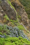 Blueblossom Ceanothus on rocky cliff