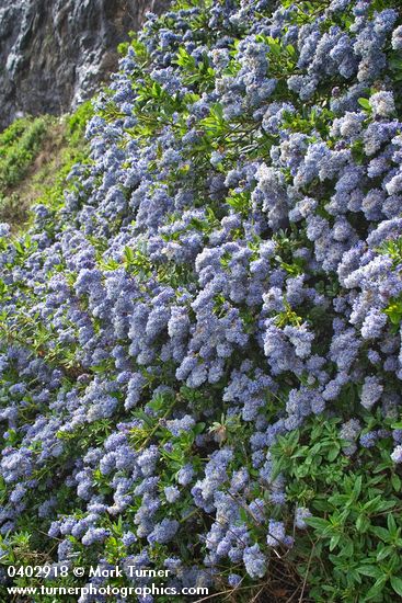 Blueblossom Ceanothus