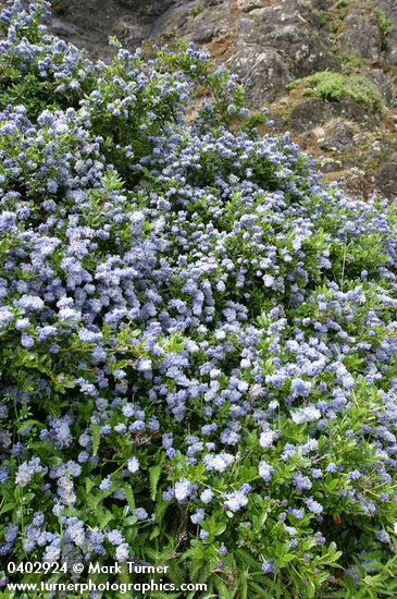 Blueblossom Ceanothus on rocky cliff