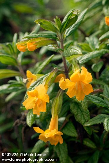 Orange Bush Monkeyflower