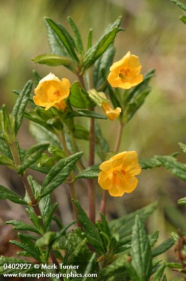 Orange Bush Monkeyflower