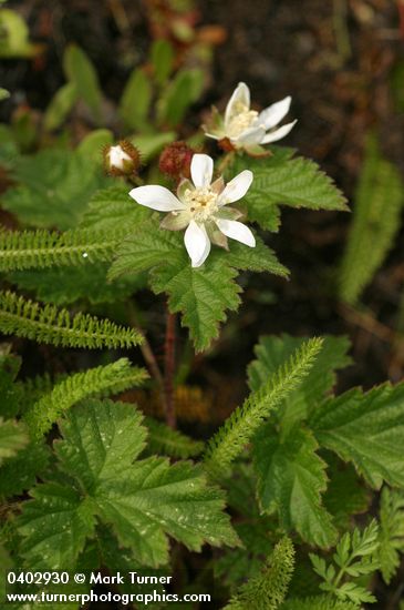 Trailing Blackberry blossoms & foliage