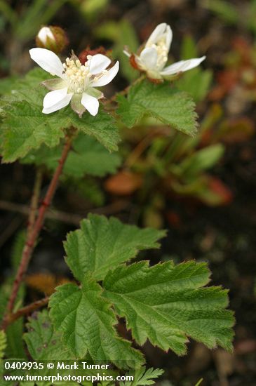 Trailing Blackberry blossoms & foliage