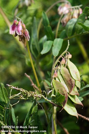 Giant Vetch blossoms, foliage & immature fruit