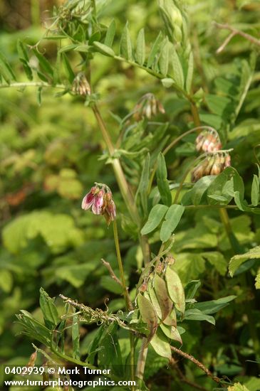 Giant Vetch blossoms, foliage & immature fruit