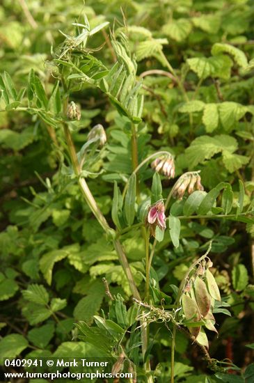 Giant Vetch blossoms, foliage & immature fruit